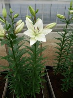 [5072 Richmond No02.JPG]